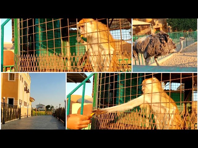 فلوج حديقة حيوانات التجمع الخامس في فندق طيبه روز ❤