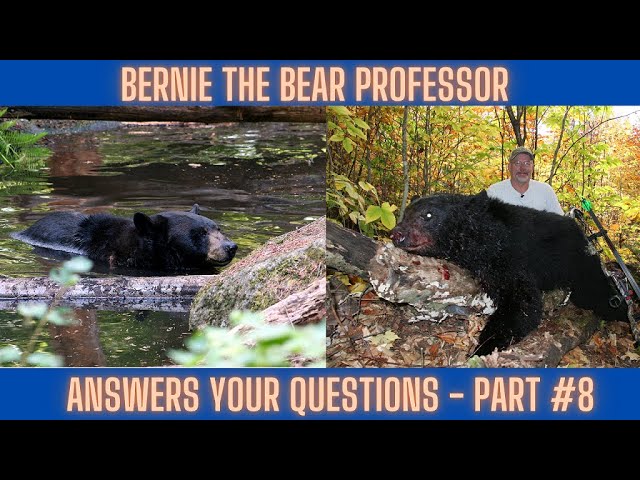 Your Bear Hunting questions answered #8