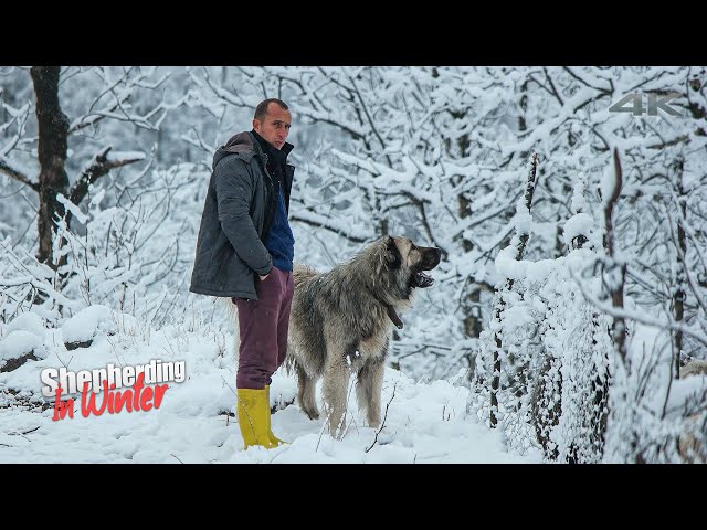 Shepherding in Winter - Part 2 (White Struggle) | Documentary ▫️4K▫️