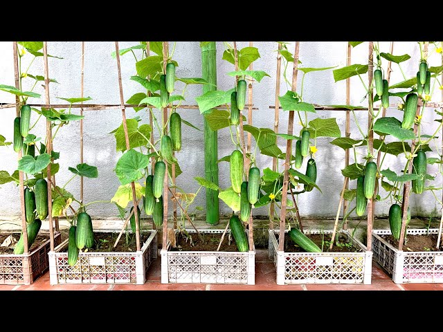Unexpectedly, Growing Cucumbers at home produces so many fruits, so easy