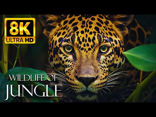 THE GREATEST ANIMALS 8K ULTRA HD with Forest Sounds - Jungle Wildlife In 8K
