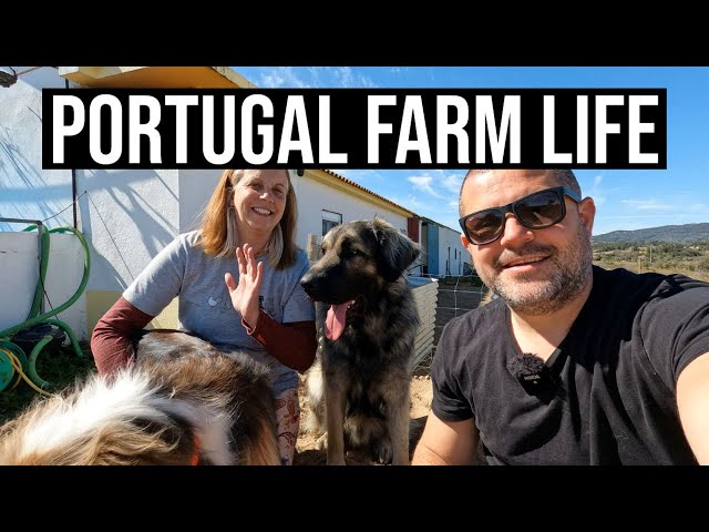 Its not what we expected! | Portugal Farm Life