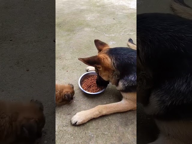 Small Dog Its Mine None For You #animals #shorts #viral #viralvideo