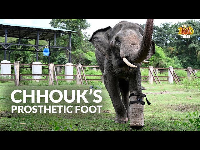 Helping Chhouk walk again! | One Zoo Three