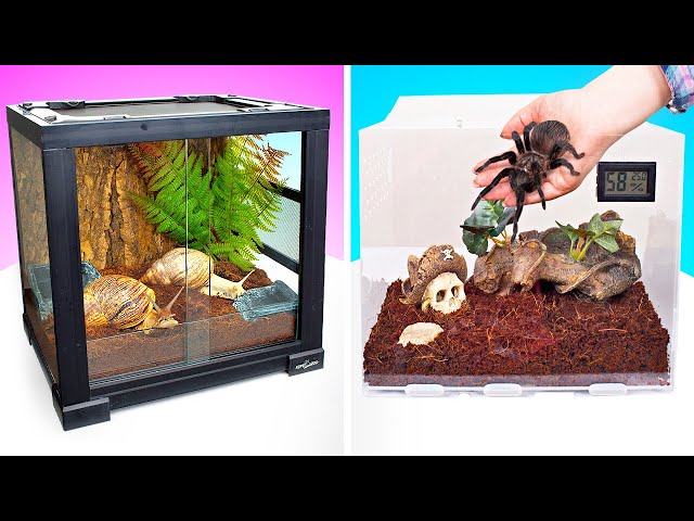 New DIY Homes For Giant Snail And Cool Spider