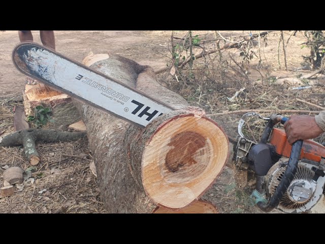 Big Velvet Tamarind Tree Cutting With Chainsaw STIHL MS070 Wood Cutting Machine