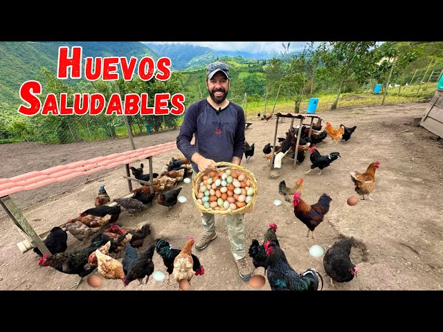 🐓 Producción de HUEVOS DE CAMPO - GRANJA de gallinas felices 🪺🐓Josué y Elie