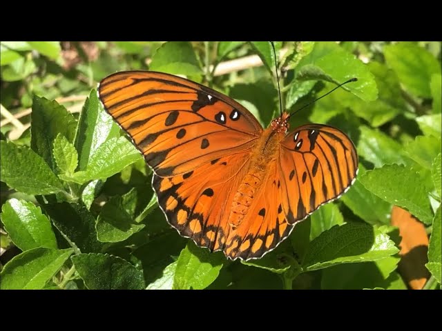Edible Butterfly Host Plants | Butterfly Garden Basics
