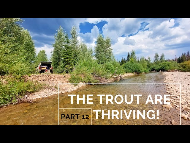 Truck camping on a Thriving Trout stream! p12