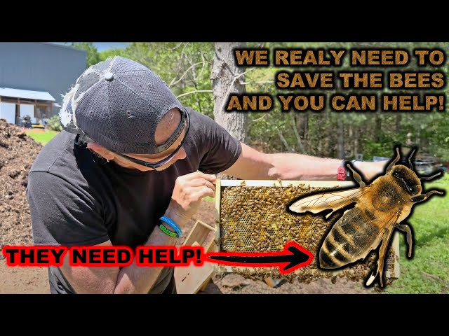 We Need More Bee's and YOU Can Help! (Hive Keeping 101)