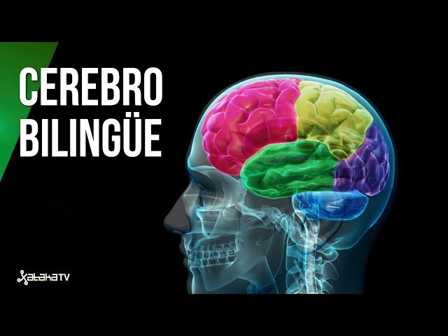 Así te cambia hablar dos idiomas: el cerebro de un bilingüe