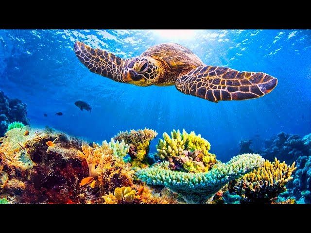 Relaxing music for nerves 🌿 healing music for the heart and blood vessels "Deep Underwater"