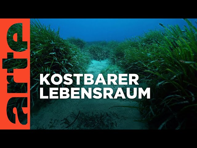 Wunderwelt Seegraswiesen Klimaretter, Kinderstube, Küstenschutz | Doku HD | ARTE
