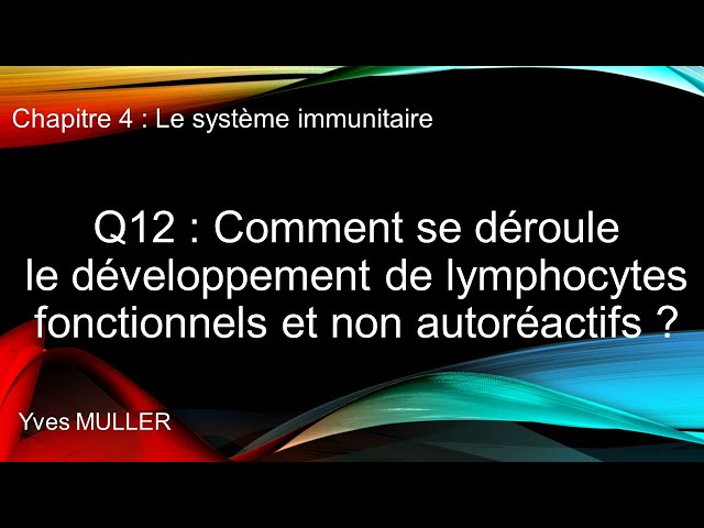 Chap 4 : Le système immunitaire - Q12 : Développement de lymphocytes fonctionnels non autoréactifs