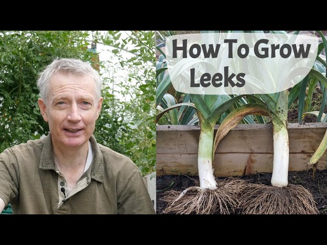 How To Grow Leeks - A Complete Guide From Sowing Seed To Harvesting.