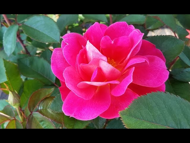 Best Roses - Rosa Coral Miracle™ Landscape Rose