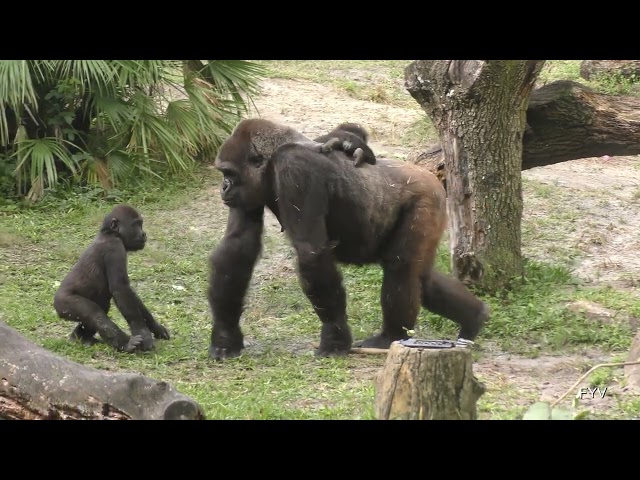 Young Gorilla Wants Ride FYV