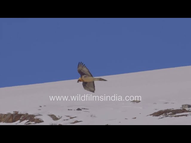 Bearded vulture in slow motion: Majestic flight over Spiti valley