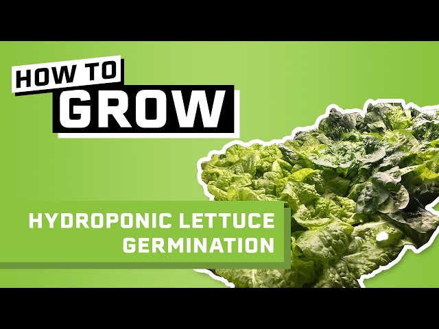 How To Germinate Lettuce Seeds for Hydroponics