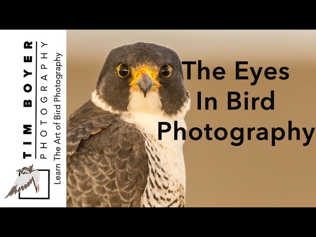 The Eyes In Bird Photography