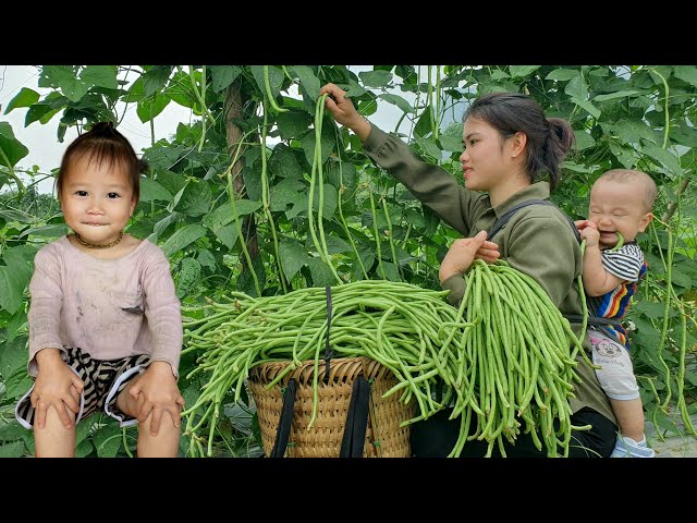 Happy days with two children: Harvest Long bean garden to sell at the market - Cooking | Animal care
