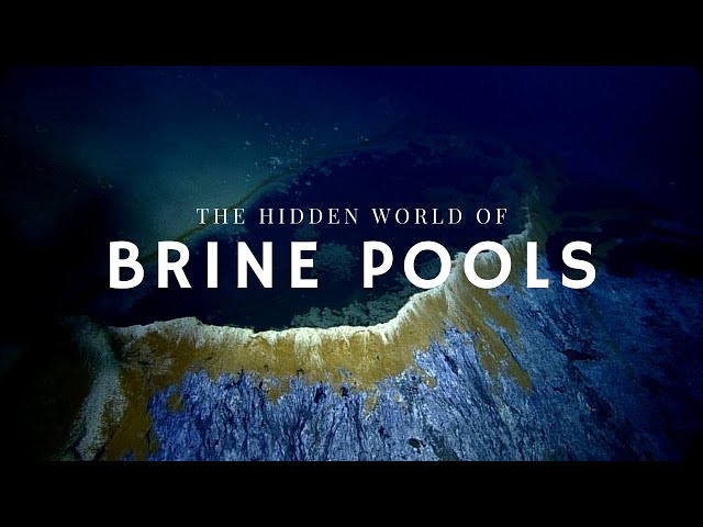 The Secret Life of Brine Pools