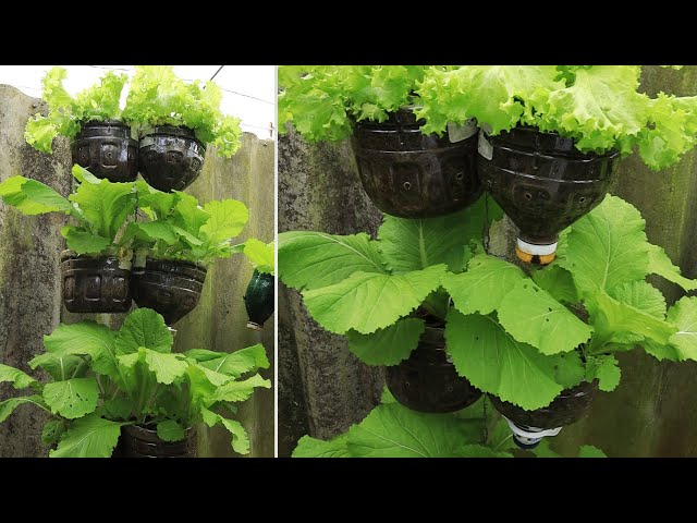 Vegetable Tower From 5 Liter Plastic Jar - Save Space - Get Rid Of Pests