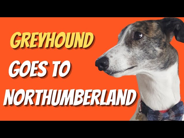 Greyhound  - Magnus goes to Northumberland