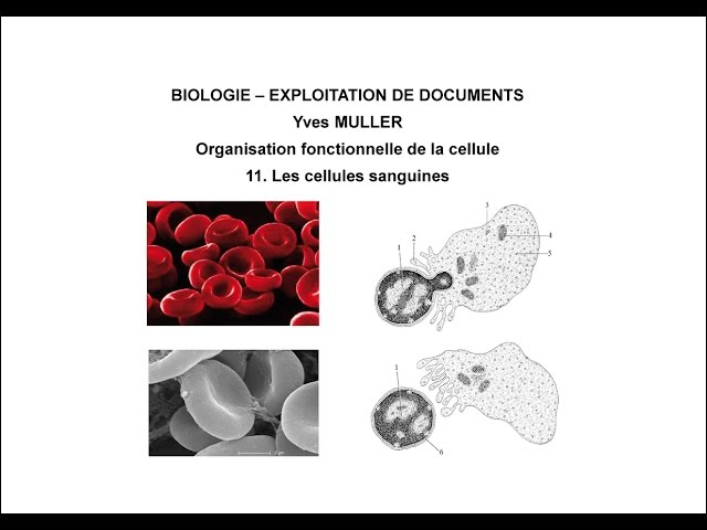 11. Blood cells - Theme : Functional organization of eucaryotic cell