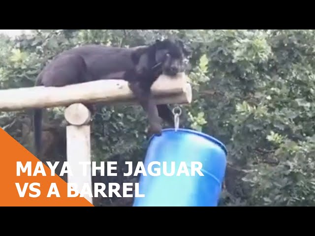 Maya The Jaguar Vs A Barrel