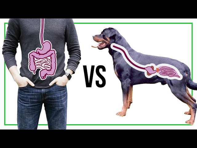 Dog Stomach vs Human stomach