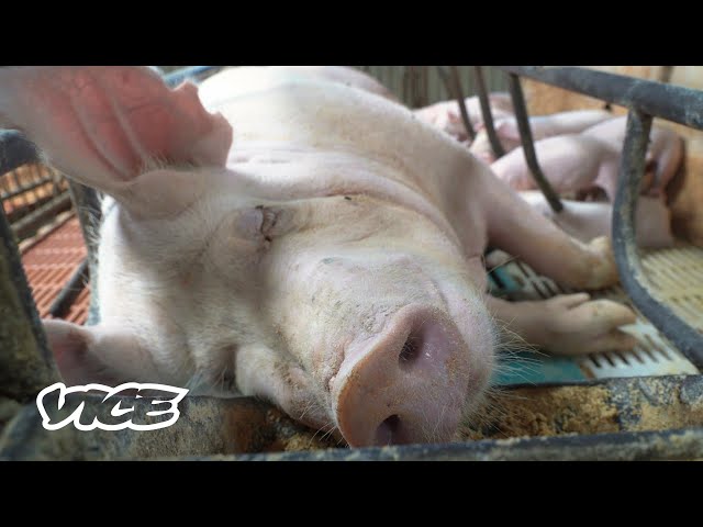 China Built a Pandemic Proof Hotel for Pigs | What In The World
