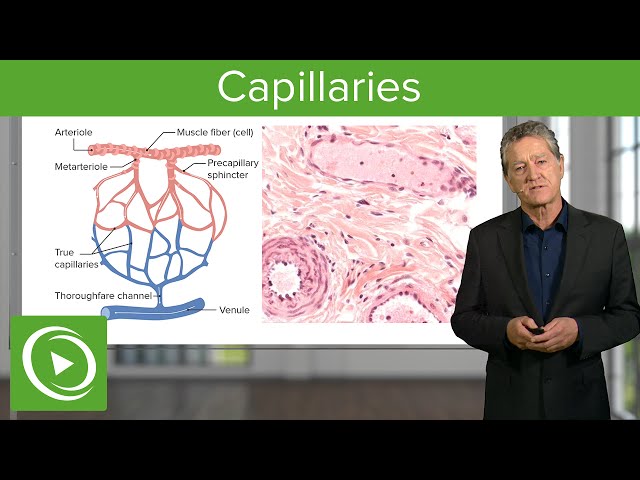 Capillaries: Overview & Definition – Histology | Lecturio