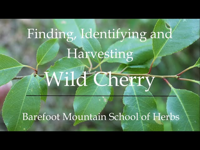 Wild Cherry - How to find, identify, locate, and process Wild Cherry Syrup