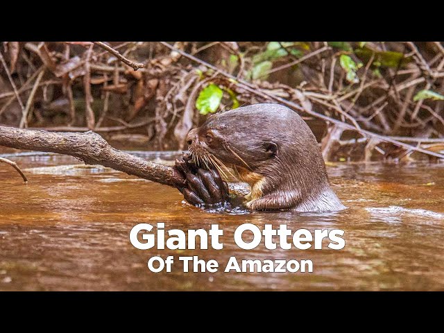 Giant River Otters Of The Amazon: Dangerous But Beautiful!