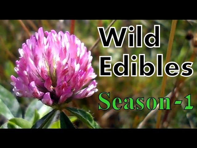 Wild Food Foraging- Season 1