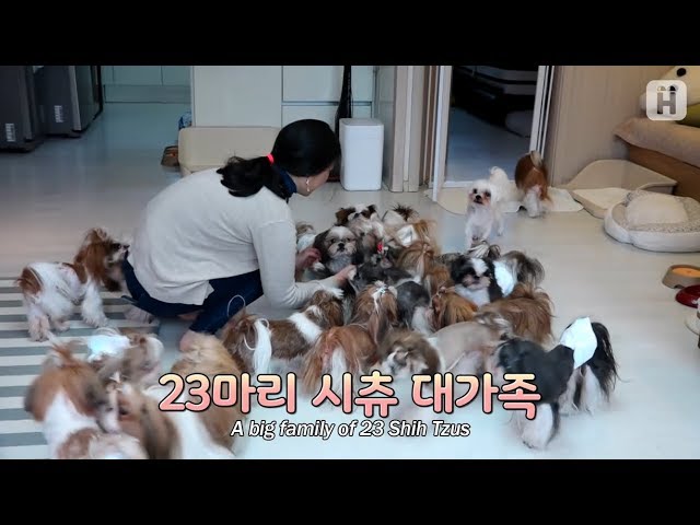 How 23 Shih Tzu live in one house Part 2