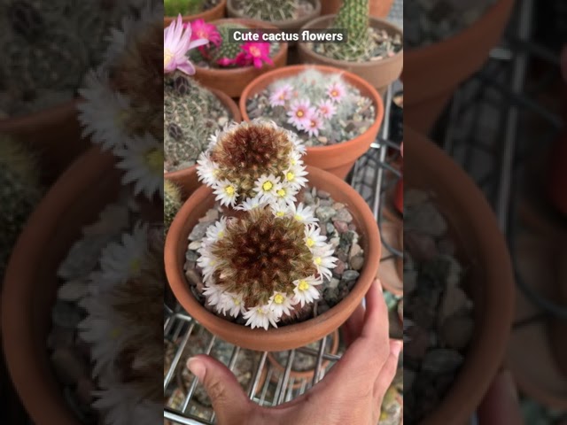 Cute cactus flowers