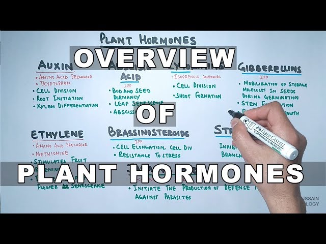 Plant Hormones | Types and Functions