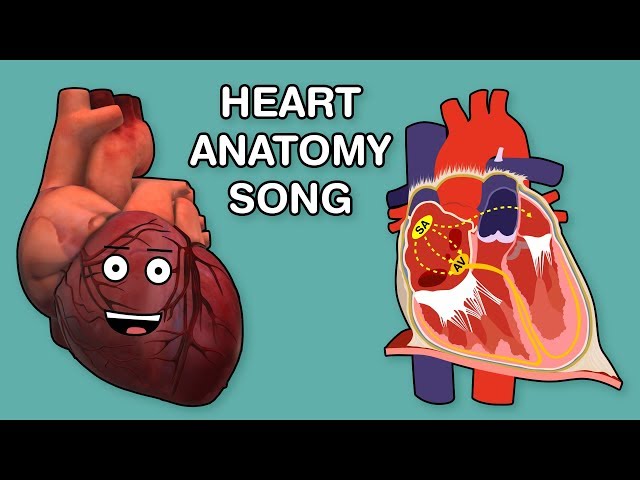 HEART ANATOMY SONG