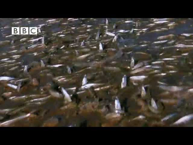 Millions of Fish Invade Beach in Mexico!