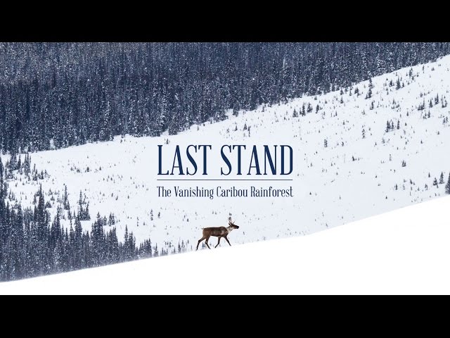 Last Stand (Trailer) - The Vanishing Caribou Rainforest