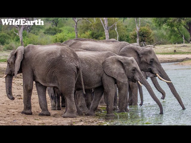 Sights and Sounds of Africam - 31 May 2024