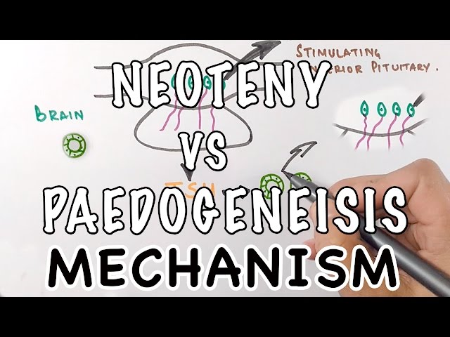 Neoteny Vs Paedogenesis | Mechanism of Neoteny