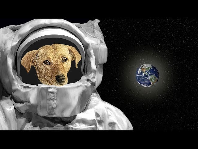 आखिर Laika के साथ क्या हुआ था | The Sad Story of Laika First Dog in Space