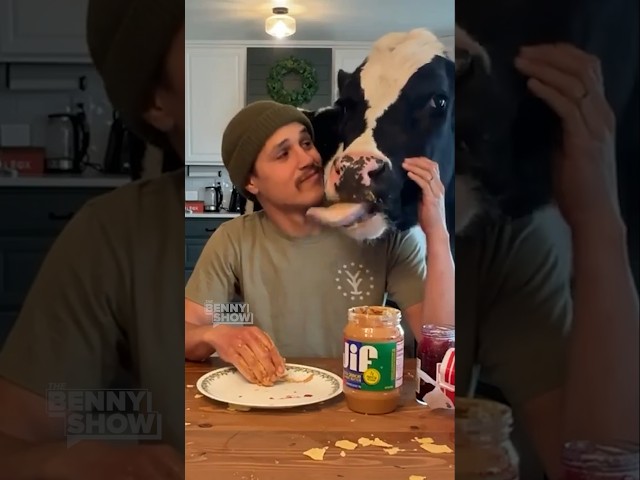 What It’s Like to Live With A Cow 🐄 🤣