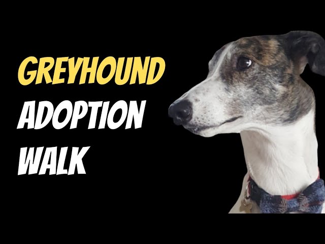 Greyhound adoption, Sunday Walk
