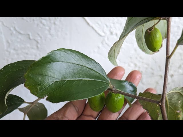 BAY RUM TREE and Indian Jujube aka Jamaican Coolie plum