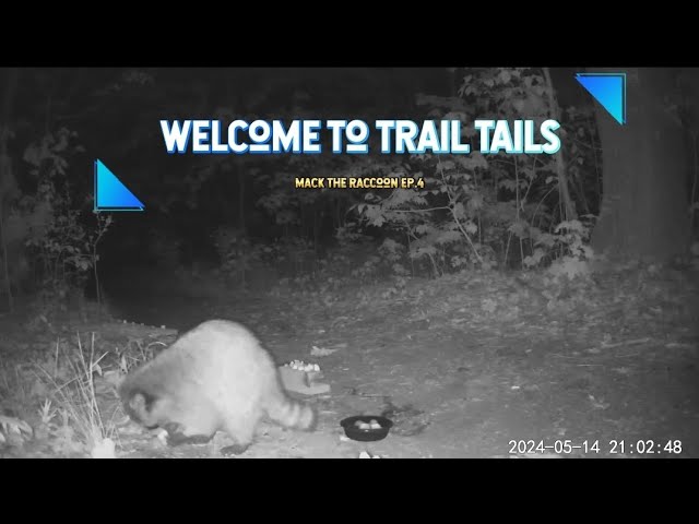 Trail Tails Ep.4, Mack The Raccoon #raccoon #wildlife #wildanimal #tails #subscribe