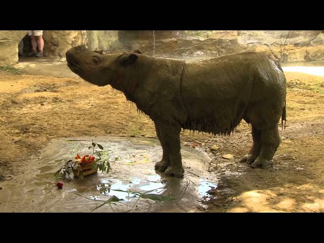 Happy Birthday Suci - Sumatran Rhino - Cincinnati Zoo